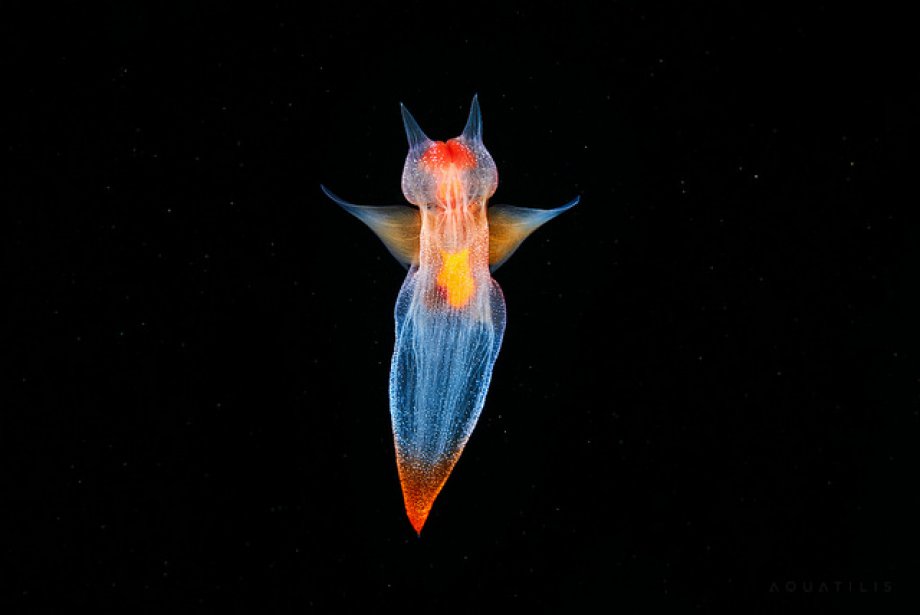 Subhanallah! dedirtecek sualtı çekimleri