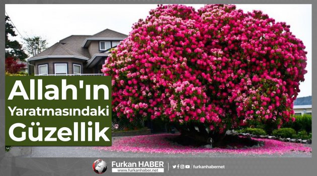 Allah'ın Yaratmasındaki Güzellik