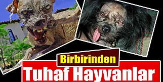 Birbirinden tuhaf hayvanlar