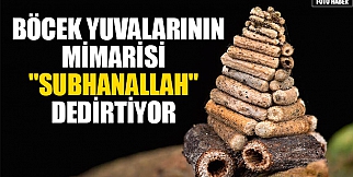 Böcek Yuvalarının Mimarisi &quot;Subhanallah&quot; dedirtiyor