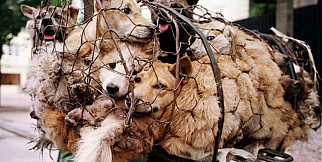 Çin'de Hayvan Katliamı: 40 bin köpek kesildi