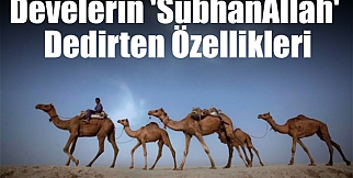 Develerin 'SubhanAllah' dedirten özellikleri