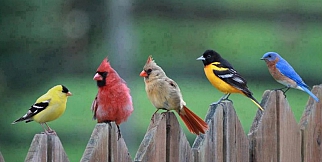 Dünyanın en renkli kuşları | Bakmadan Geçme...
