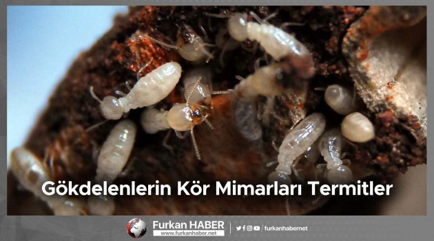 Gökdelenlerin Kör Mimarları Termitler