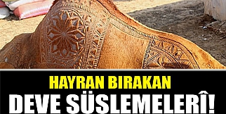 Hayran bırakan deve süslemeleri!