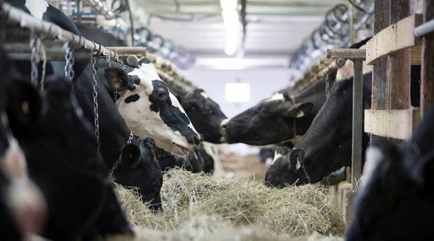 Hollanda meclisinde 'helal kesim yasaklansın' teklifi