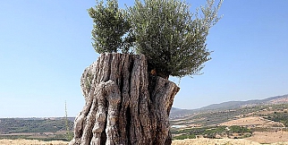 Kesildikten Sonra Yeniden Dikilen 800 Yıllık Ağaç Meyve Verdi!