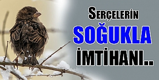 Serçelerin Soğukla İmtihanı