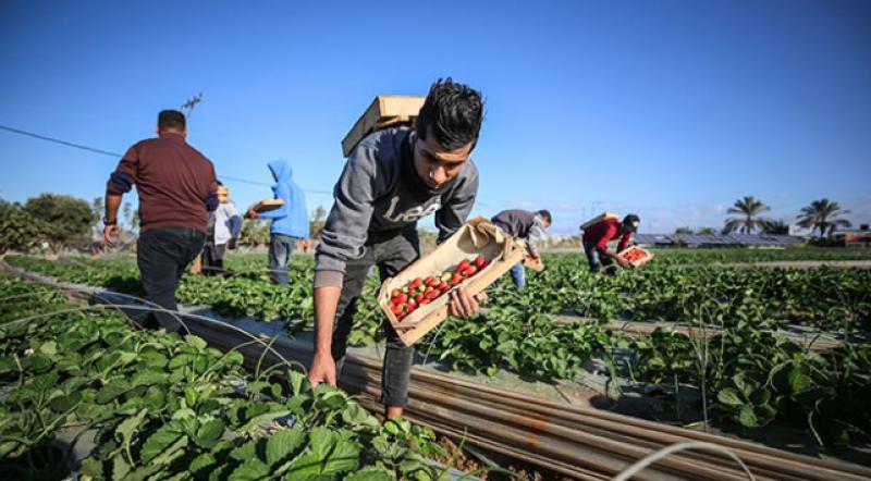 İşgalci İsrail, Filistin'in Tarım Ürünlerinin İhracatına Engel Oluyor