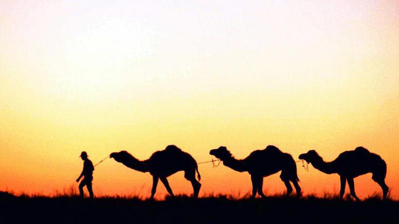 Avustralya'da 5 bin deve acımazsızca vurularak öldürüldü