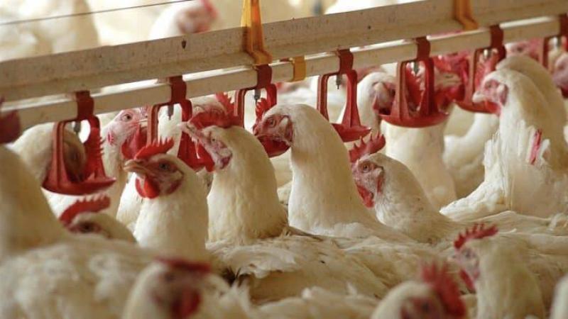Tavuk eti üretimi Ağustos ayında azaldı