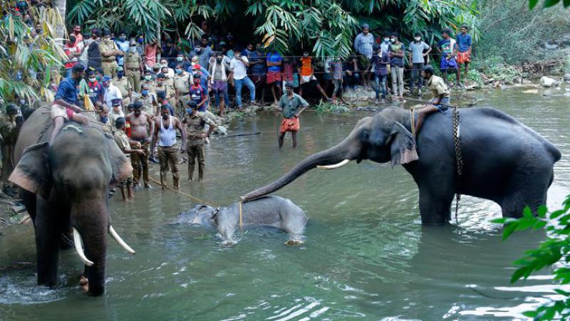 Hindistan'da katledilen fil için 'Elephant Death' etiketi ile tepki yağıyor
