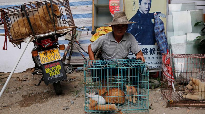 Çin'de 'Kedi Köpek Yemeye' Koronavirüs 'Dur' Dedi
