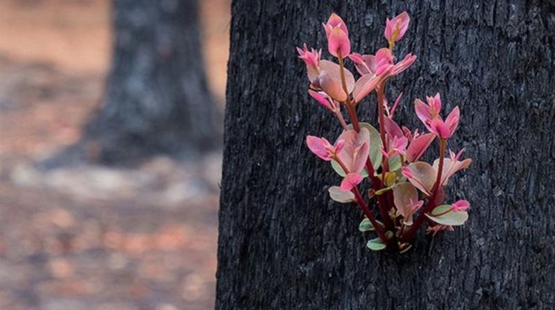 Avustralya'da Yangın: Küllerinden Doğan Bitkiler