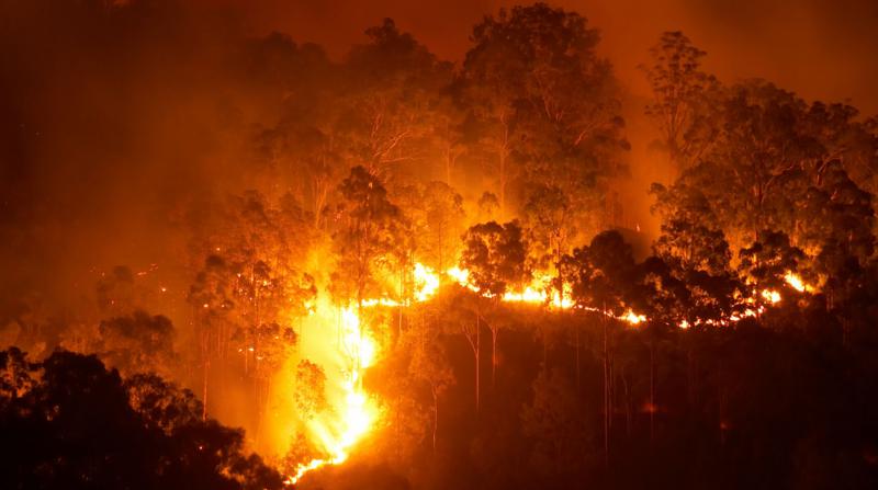 Avustralya'da Orman Yangınları: OHAL İlan Edildi