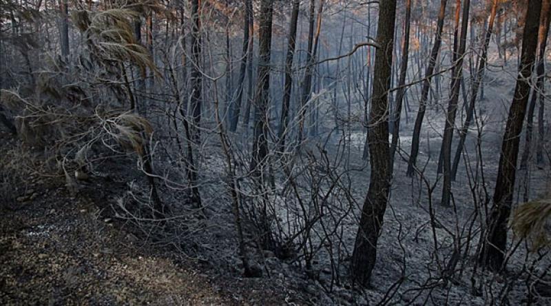 Adana'daki orman yangınında soğutma çalışmaları sürüyor