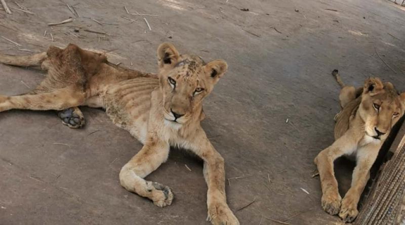 Hayvanat bahçesinde açlıktan ölmek üzere olan aslanlar görüntülendi