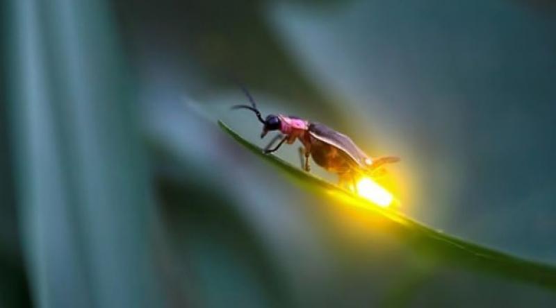 %100 Verimle Işık Üreten Ateş Böcekleri