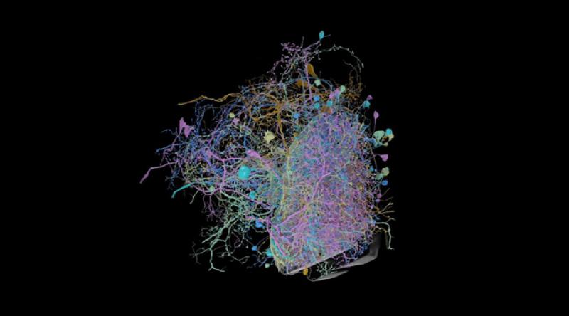 Beyin bağlantılarını inceleyen en büyük ve ayrıntılı harita yayınlandı