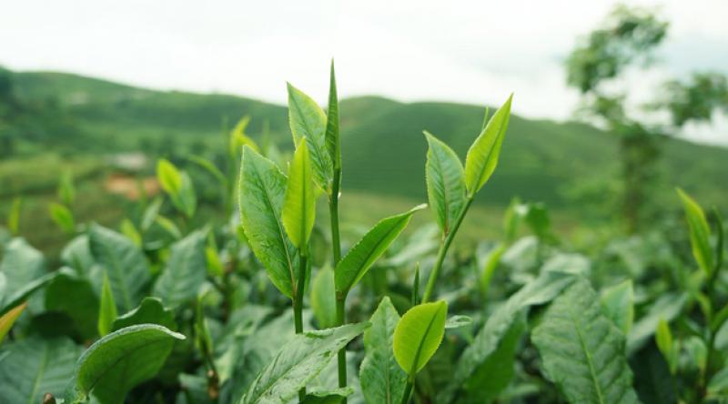 Türkiye 8 ayda 10,77 milyon dolarlık çay ihraç etti