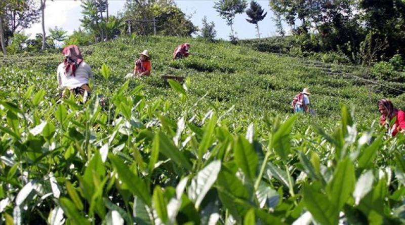 İçişleri Bakanlığı çay üreticileri için genelge yayınladı