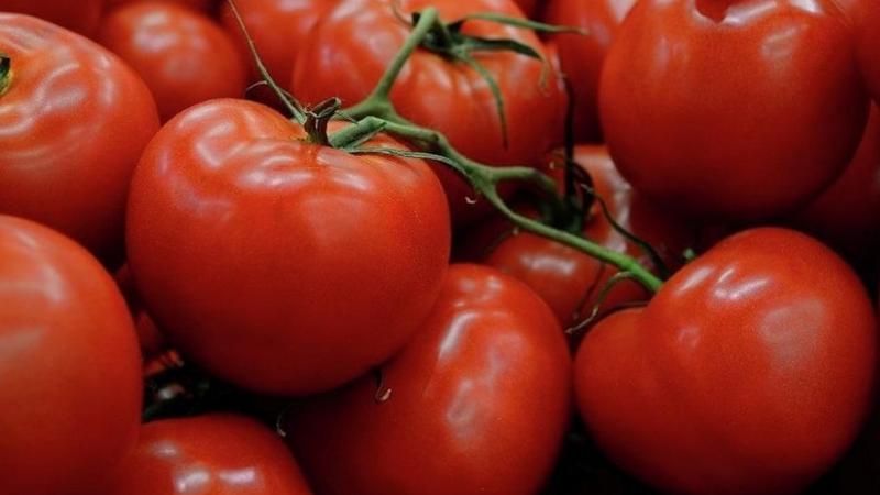 Rusya, 20 ton domatesi Türkiye’ye iade etti