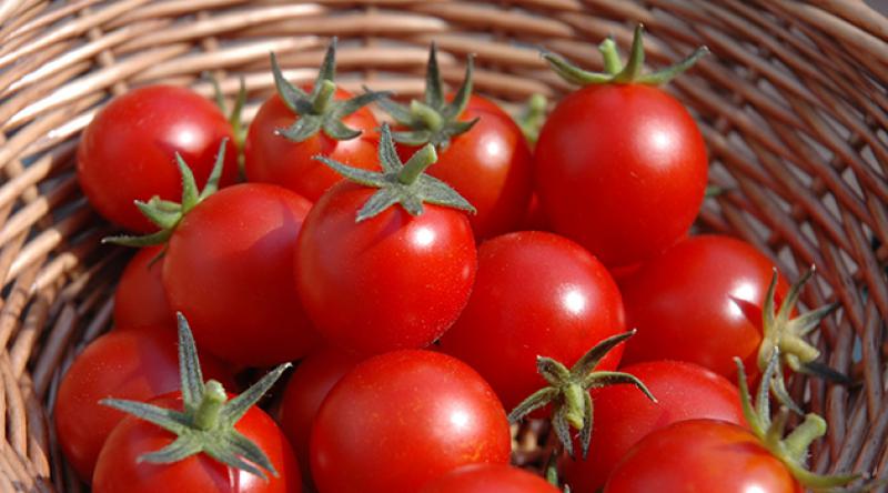 Rusya, 'kota dolumu nedeniyle' Türkiye'den domates alımını durdurdu