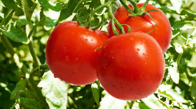 Rusya Tarım Bakanlığı, Türkiye'den domates alım kotasının 200 bin tona çıkarılması için teklif sundu