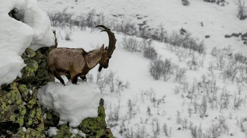 Dağ keçilerinin avlanması ihalesi iptal edildi