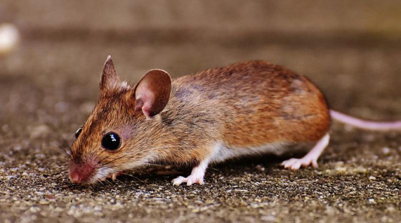 İsrail'de 50 kişi fareden bulaşan hastalığa yakalandı