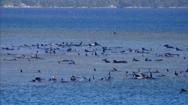 Avustralya'da en büyük toplu karaya vurma olayı: 380 balina öldü