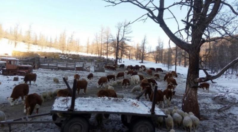 Kazakistan, hayvan ihracatını yasakladı