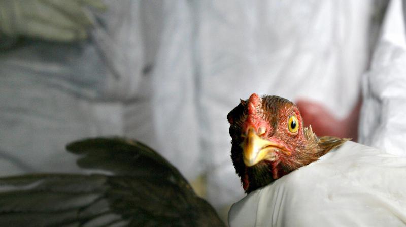 Avrupa'dan sonra Güney Kore'ye sıçradı: Kuş gribi nedeniyle yaklaşık 400 bin tavuk ve ördek itlaf edildi
