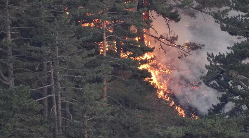 Kütahya'da orman yangınında 2 hektar alan zarar gördü