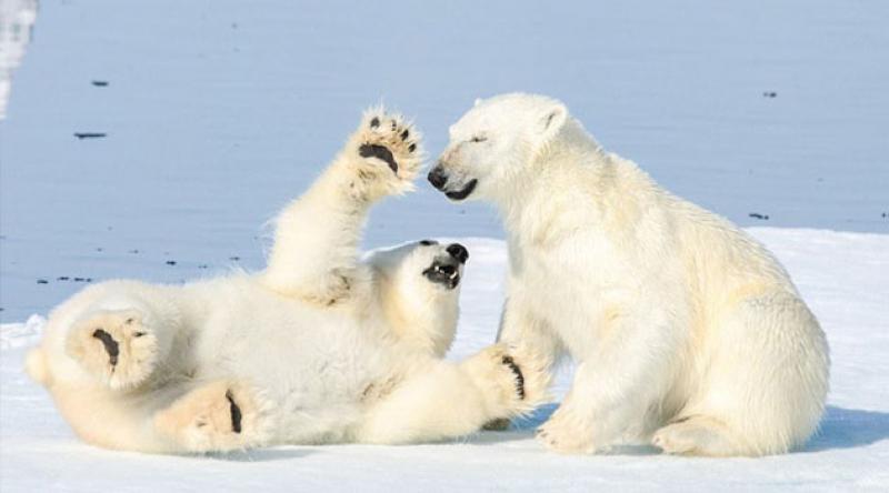 2100 yılına kadar kutup ayılarının nesli tükenebilir