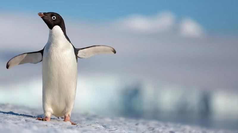 Yeni Zelanda'da insan boyunda dev penguen fosili bulundu