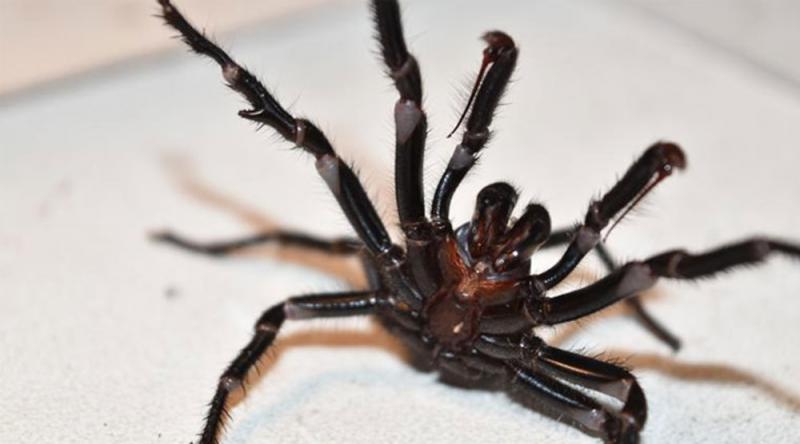 Avustralya'da bu kez de ‘zehirli örümcek’ uyarısı yapıldı