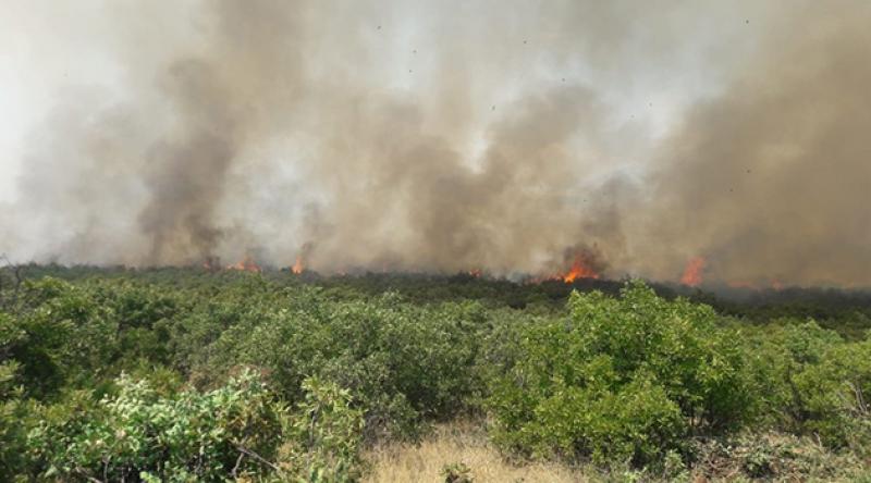 Samsun'da sazlık alanda çıkan yangın ormana sıçradı