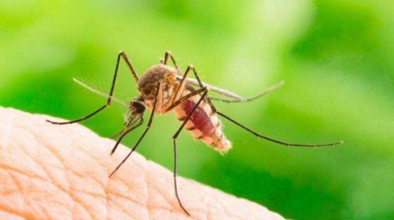 Bilim insanları sivrisinek ısırıklarını önleyecek kıyafet geliştiriyor