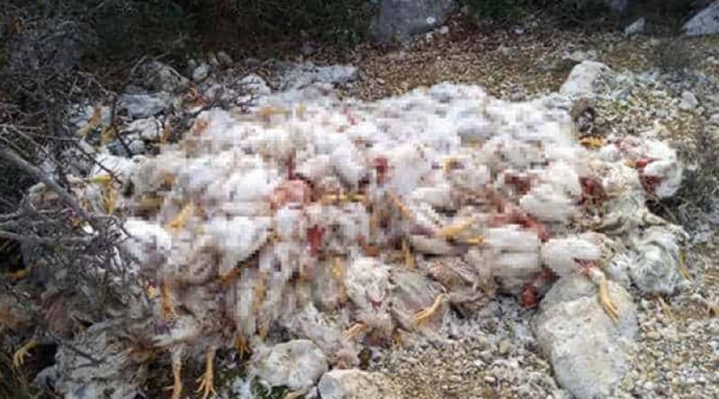 Tarsus’ta boş araziye yüzlerce tavuk ölüsü bırakıldı