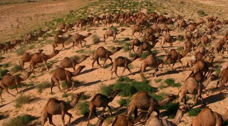 Avustralya'da 5 bin yabani deve, 'kuraklık nedeniyle' öldürüldü