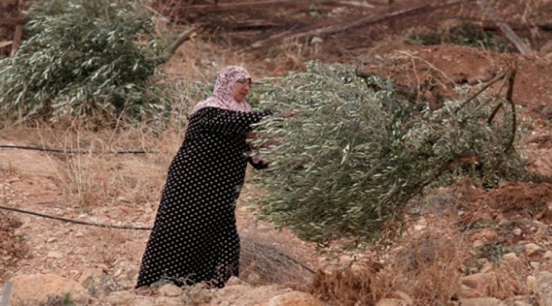 İşgalciler Batı Şeria'da Filistinlilere Ait Zeytin Ağaçlarını Söktü