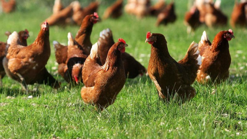 Tavuk fiyatlarında artış yüzde 20'yi buldu