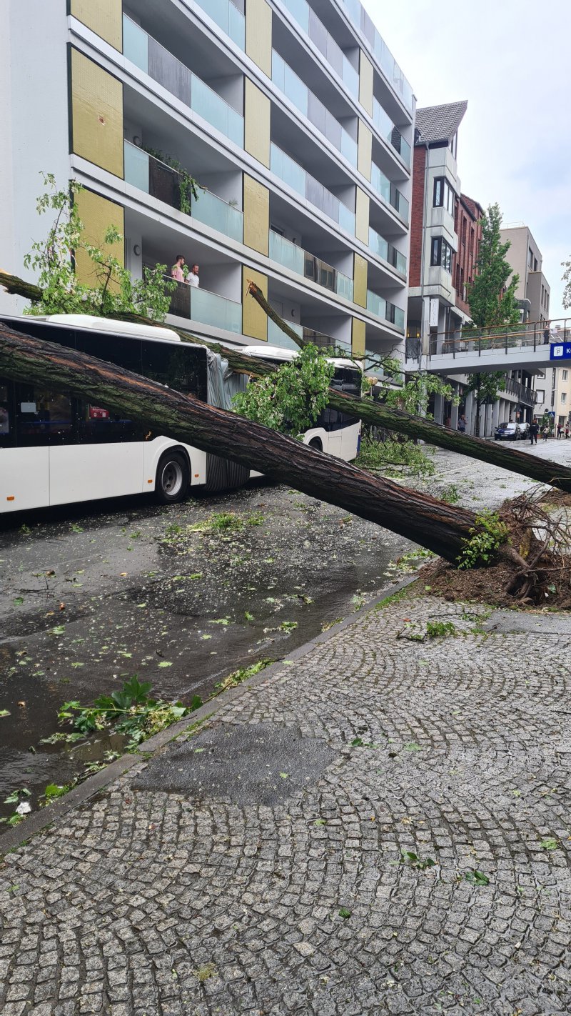 Ylenia Kasırgası Almanya'da ağaçları kökünden söktü. Dün yaşanan kasırgada 3 kişi hayatını kaybetti