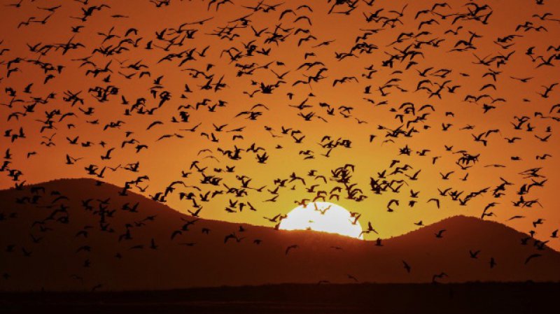 Milyonlarca kuş, kuluçka dönemi için dünyanın dört bir yanından Van Gölü'ne geliyor
