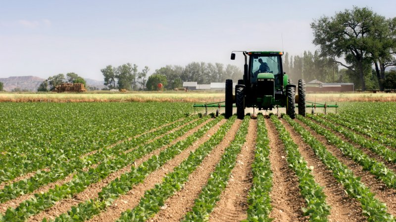 Gübre maliyeti yüzde 45 arttı; çiftçiler alternatif gübre kullanmaya mecbur kaldı