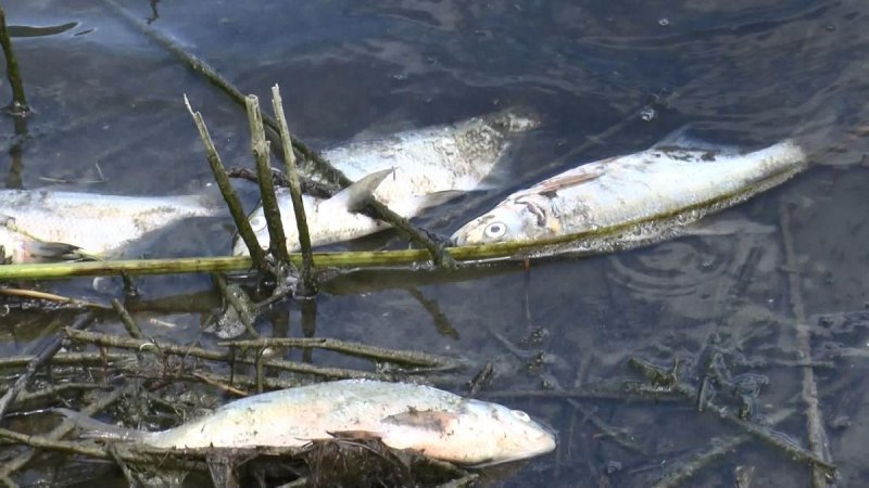 Alibeyköy Barajı'nda onlarca ölü balık kıyıya vurdu