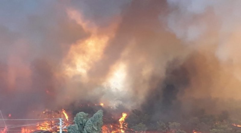 Cezayir'de orman yangınları sebebiyle 42 kişi hayatını kaybetti
