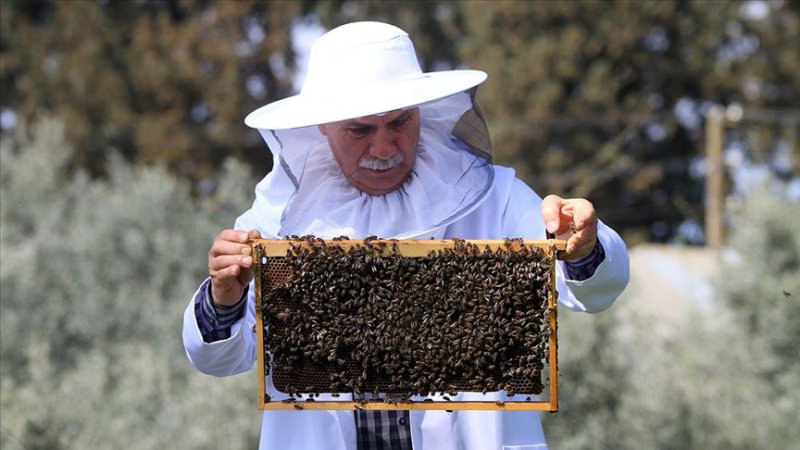 Manisa’da zehirlenen binlerce arı telef oldu