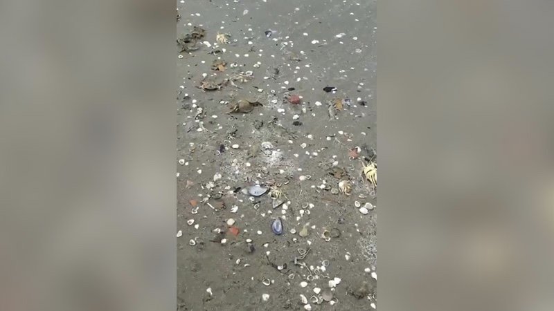 Marmara'daki müsilaj nedeniyle deniz canlıları ölüyor: Yüzlerce yengeç kıyıya vurdu